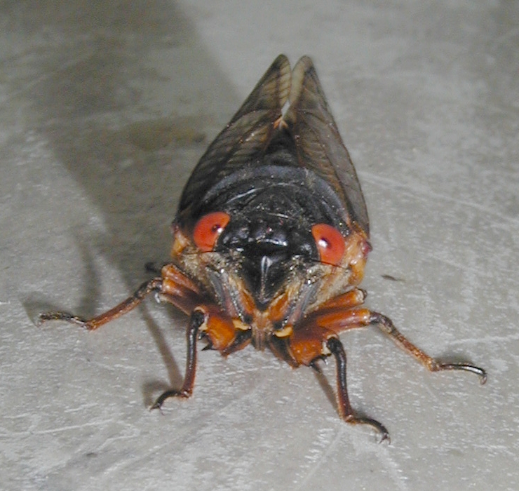 Pictures Of Cicada - Free Cicada pictures 