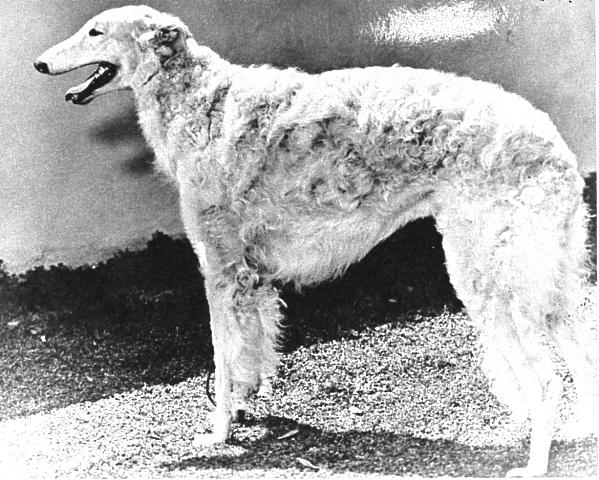 Ch Hollister of Rancho Gabriel as a mature Borzoi