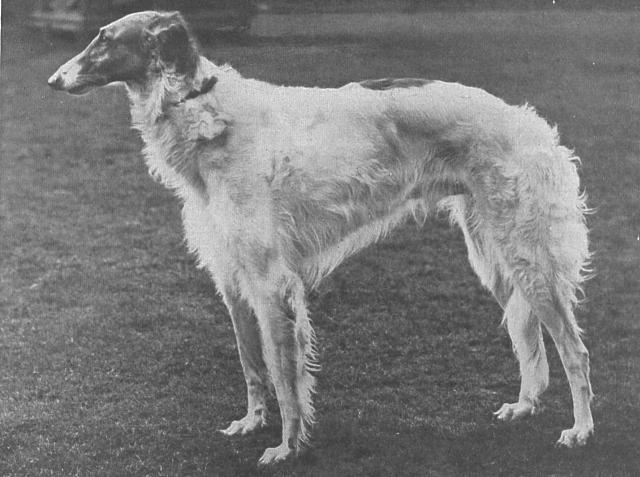 picture of Borzoi English Champion Strawberry King