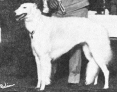Picture of Ch Vintage
of Rancho Gabriel