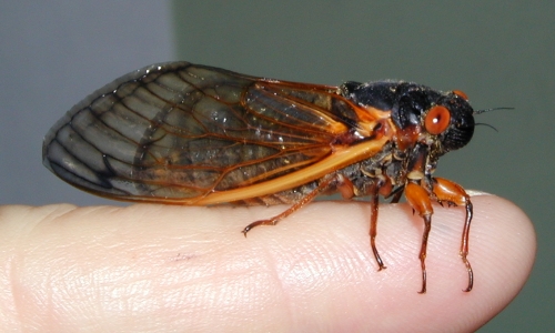 Cicada sitting on a finger tip for scale