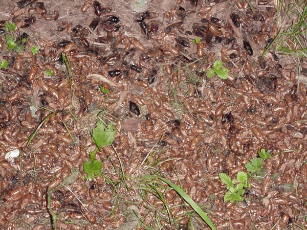 Cicada husks en masse