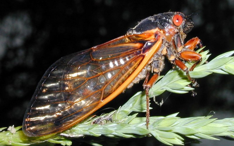 Side  view of Cicada