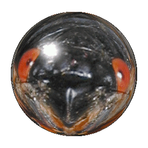 Spherized Cicada head