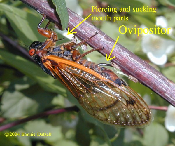 female Cicada laying eggs