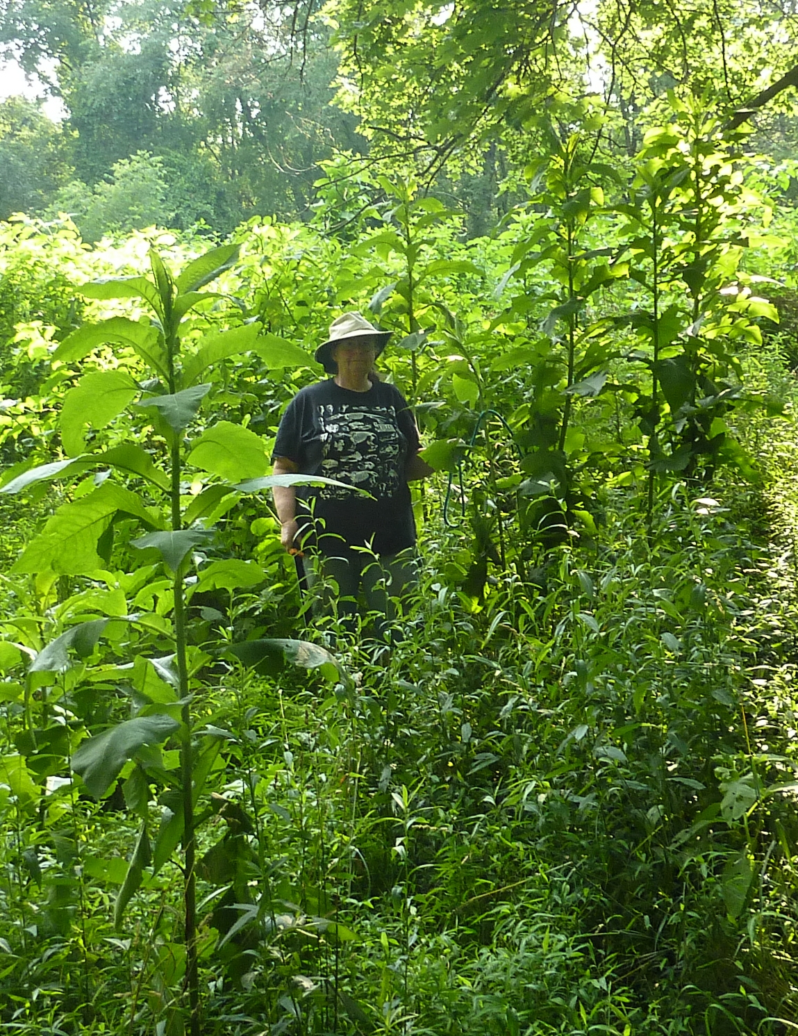 Bonnie on Safari captures Giant Lettuce 