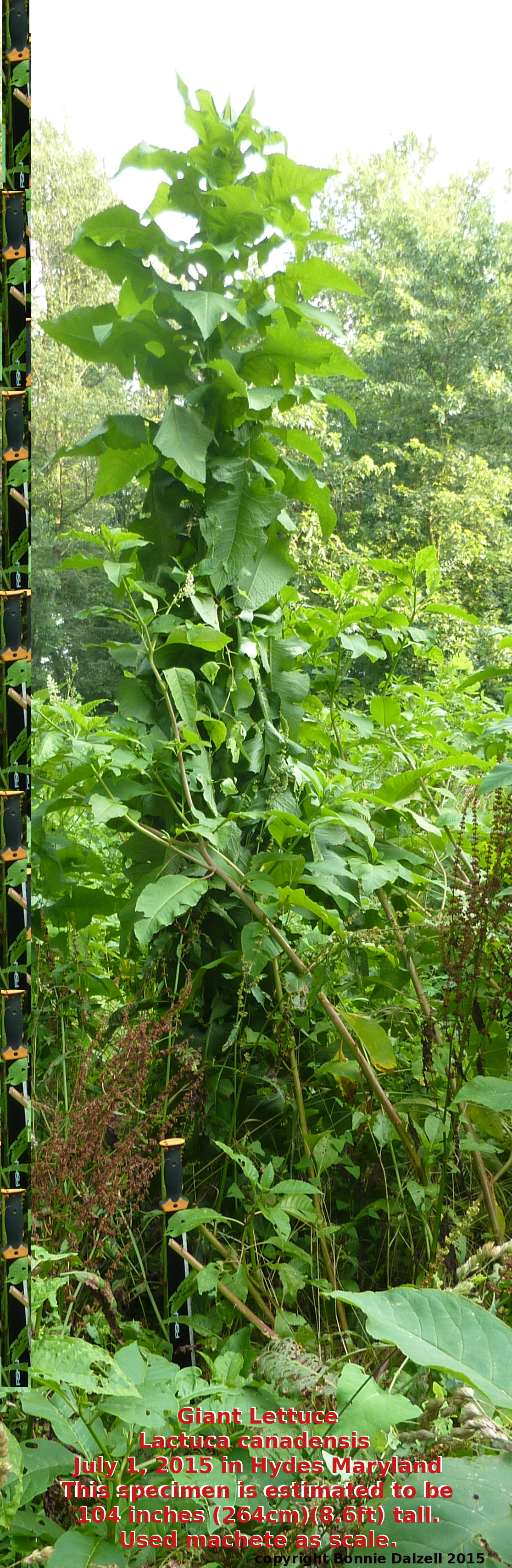 giant lettuce grove 