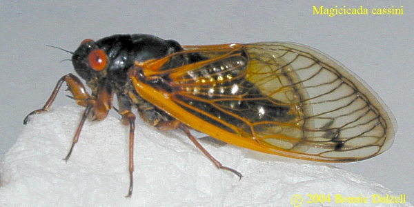 side view of Magicicada cassini