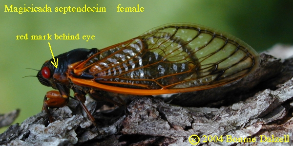 Side view of a Magicicada septendecim female showing red spot in front of wing base