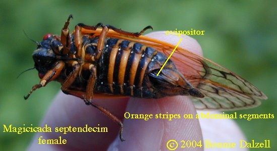 Ventral view of a Magicicda septendecim female showing striped abdomen and ovipositor