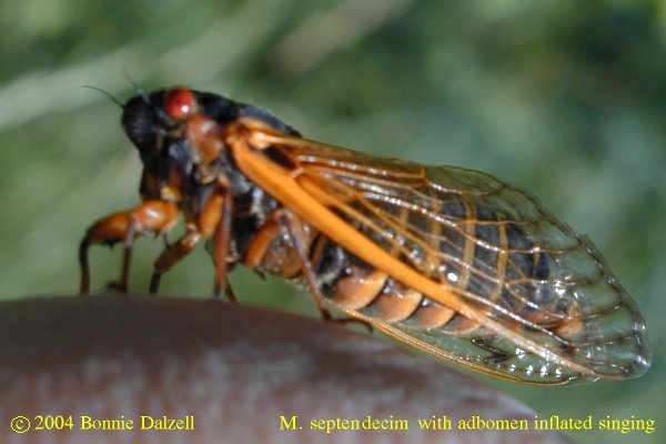  Male Magicicada septendecim singing