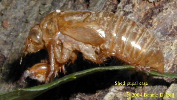 Periodical Cicada shed pupal case
