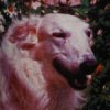 white Borzoi Tersai with flowers