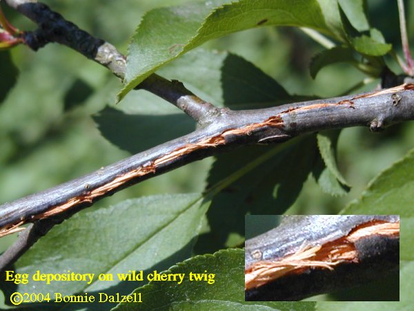 Periodical Cicada Egg depository on wild cherry twig