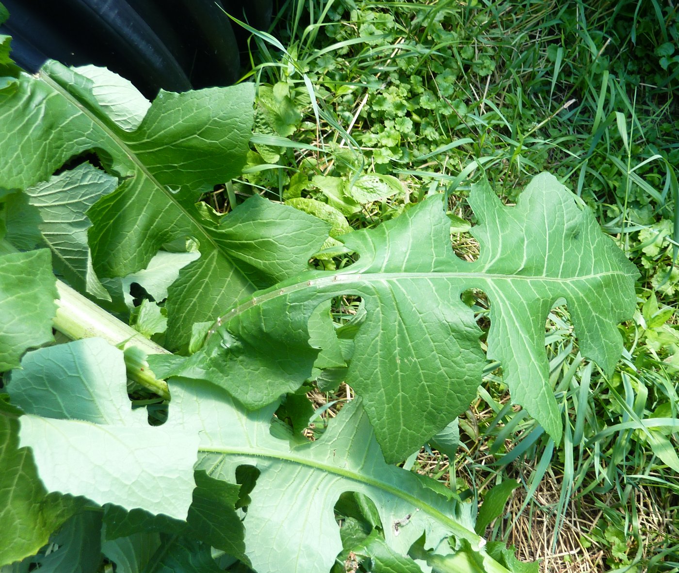 mystery weed, leaf close up 