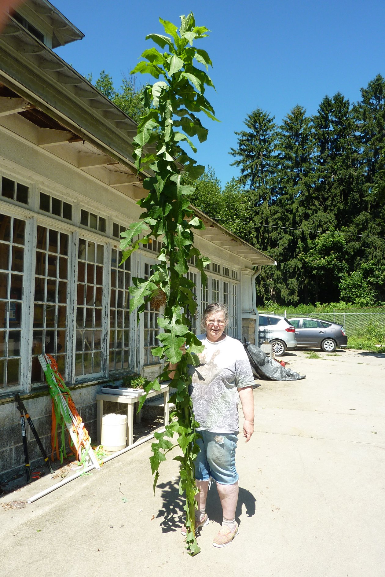 Bonnie with 10 foot high weed 