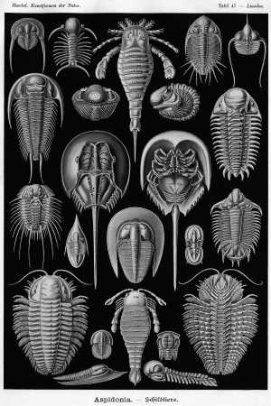 Haeckel trilobite plate